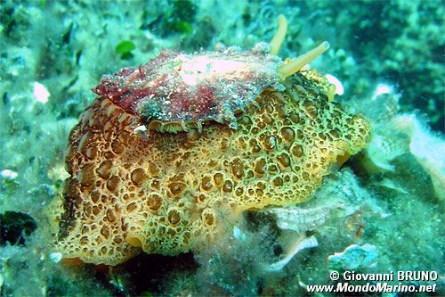 Lumaca ad ombrello (Umbraculum umbraculum)