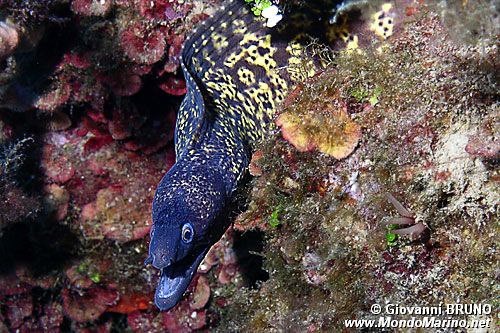 Murena (Muraena helena)
