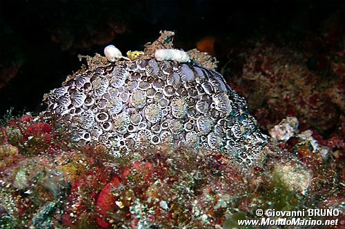 Lumaca ad ombrello (Umbraculum umbraculum)