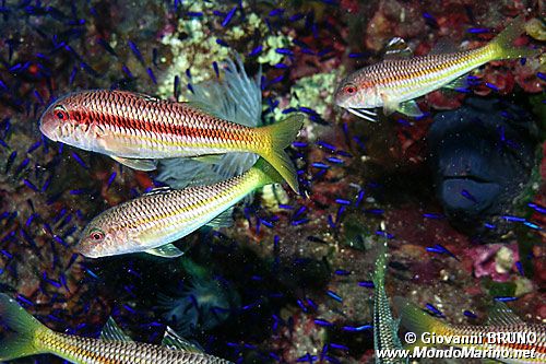 Triglia di scoglio (Mullus surmuletus)