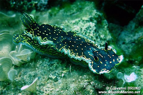 Doride dipinto (Hypselodoris picta)
