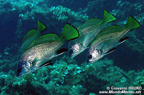 Corvina (Sciaena umbra)