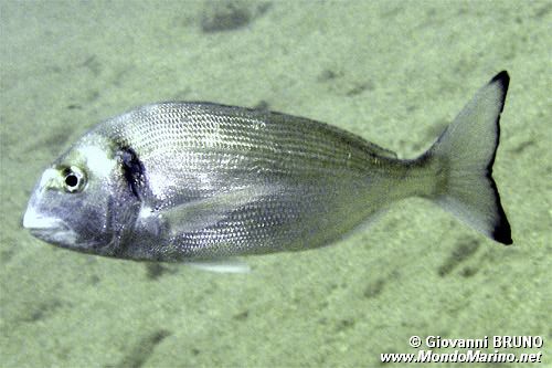 Orata (Sparus auratus)