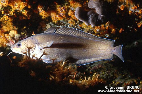 Musdea bianca (Phycis phycis)