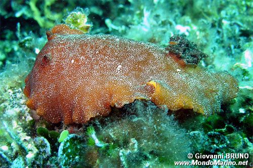 Doride argo (Platydoris argo)
