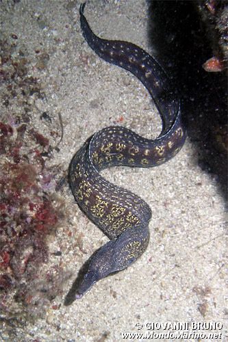 Murena (Muraena helena)