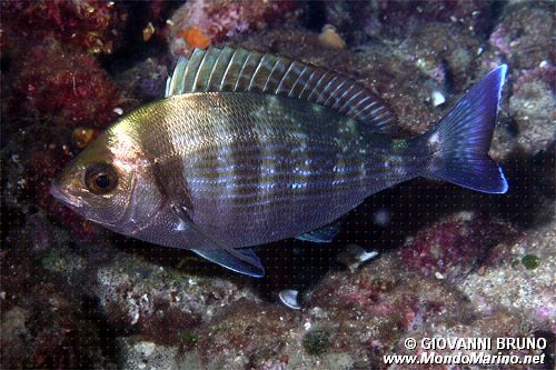 Tanuta (Spondyliosoma cantharus)