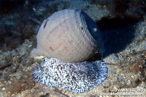 Mollusco gasteropode (Tonna galea)