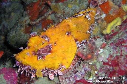 Scorfano rosso (Scorpaena scrofa)