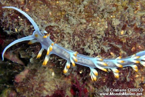 Flabellina bianca (Flabellina babai)