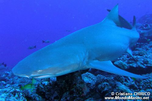 Squalo Seta (Carcharhinus falciformis)