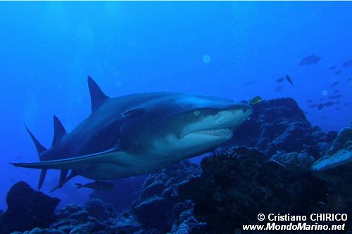 Squalo Seta (Carcharhinus falciformis)