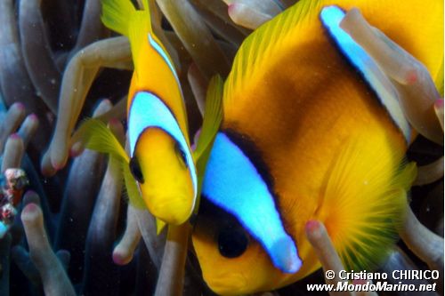 Pesce pagliaccio (Amphiprion bicinctus)
