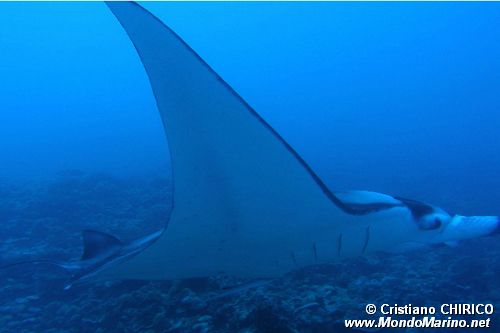 Manta (Manta birostris)