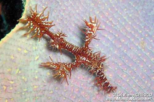 Pesce ago fantasma ornato (Solenostomus paradoxus)