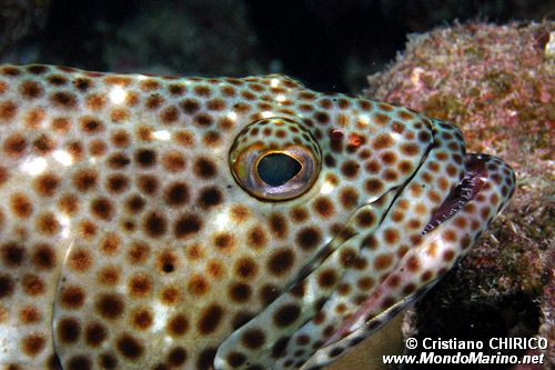 Cernia maculata bruna (Epinephelus tauvina)