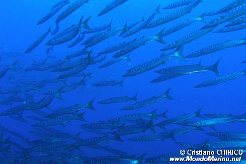Barracuda boccagialla (Sphyraena viridensis)