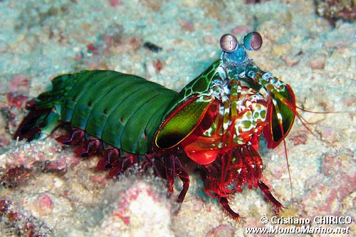 Squilla arcobaleno (Odontactylus scyllarus)