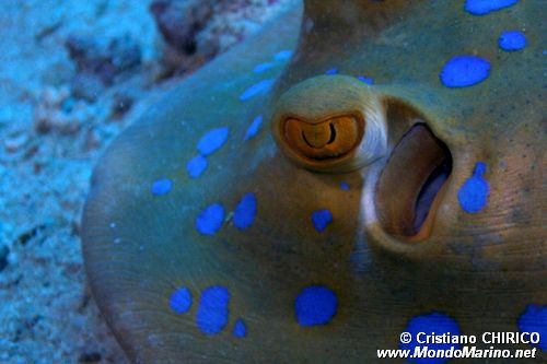 Razza a macchie blu (Taeniura lymma)