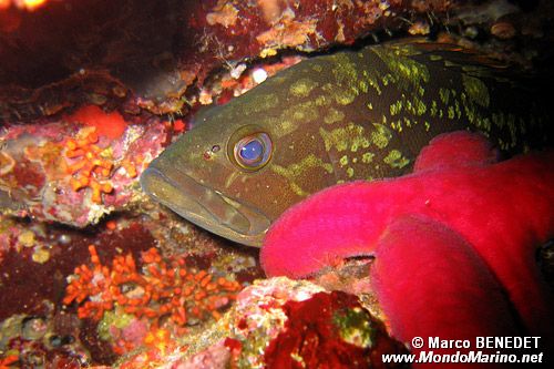 Cernia bruna (Epinephelus marginatus)
