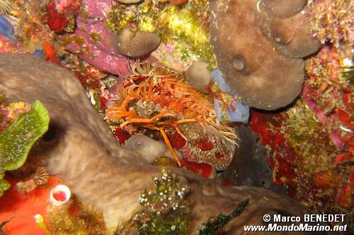 Spugna patata (Chondrosia reniformis)