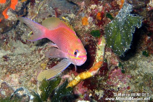 Castagnola rossa (Anthias anthias)