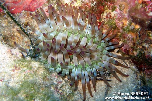 Anemone grosso (Cribrinopsis crassa)