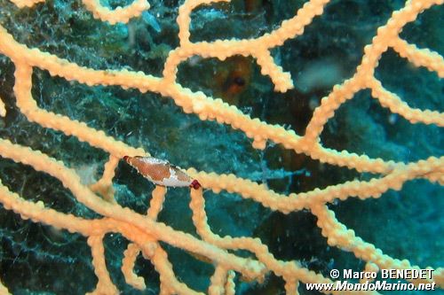 Neosimnia (Neosimnia spelta)