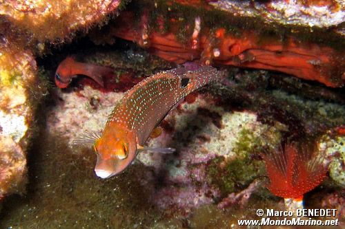 Tordo rosso (Symphodus mediterraneus)