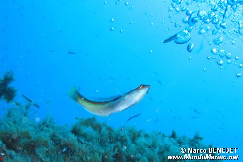 Donzella (Coris julis)