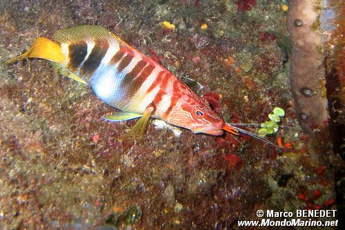 Sciarrano (Serranus scriba)