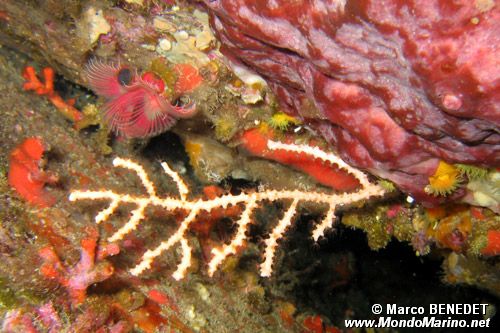 Gorgonia bianca (Eunicella singularis)