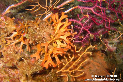 Briozoo (Pentapora fascialis)