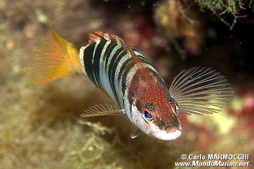 Sciarrano (Serranus scriba)