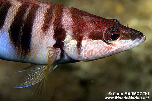 Sciarrano (Serranus scriba)