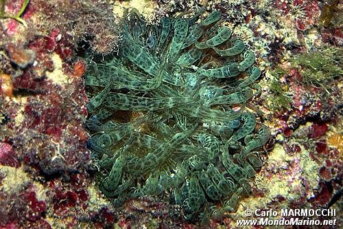 Anemone bruno (Aiptasia mutabilis)