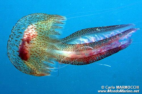 Medusa luminosa (Pelagia noctiluca)