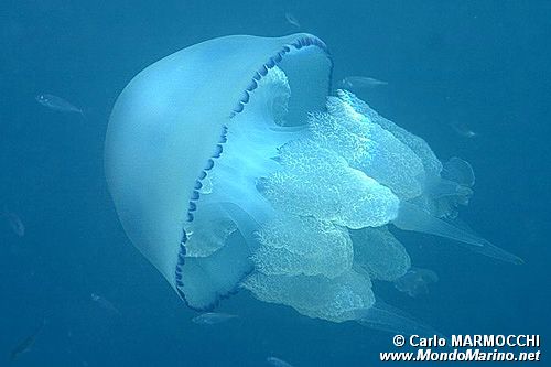 Polmone di mare (Rhizostoma pulmo)