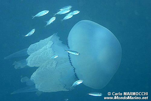 Polmone di mare (Rhizostoma pulmo)