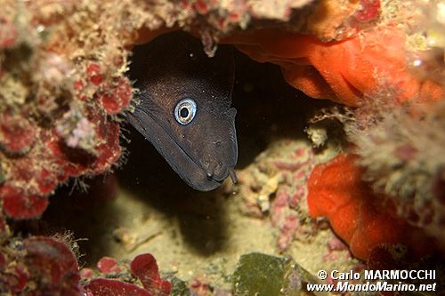 Murena (Muraena helena)