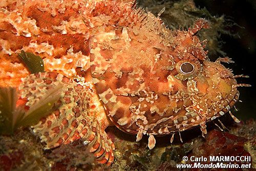 Scorfano rosso (Scorpaena scrofa)