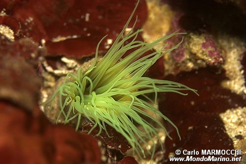 Cerianto (Cerianthus membranaceus)