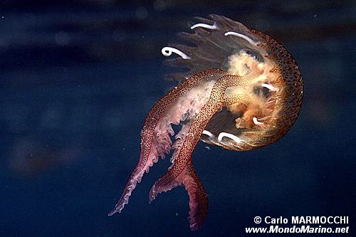 Medusa luminosa (Pelagia noctiluca)