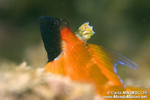 Peperoncino giallo (Trypterigion delaisi)