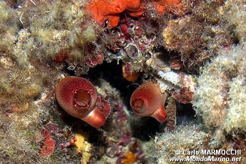 Patata di mare (Halocynthia papillosa)