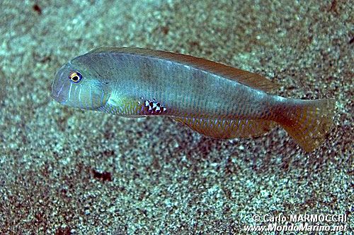 Pesce pettine (Xyrichthys novacula)