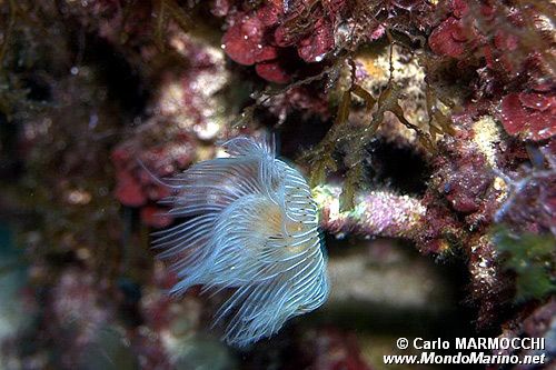 Verme dal ciuffo bianco (Protula tubularia)