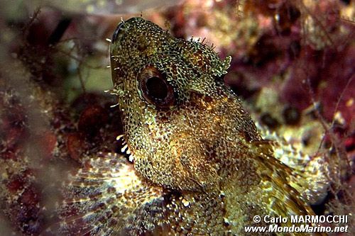 Scorfano nero (Scorpaena porcus)