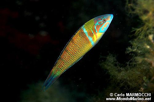 Donzella pavonina (Thalassoma pavo)