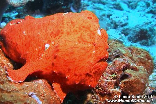 Pesce rana gigante (Antennarius commersoni)